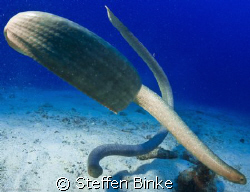 Seasnakes by Steffen Binke 